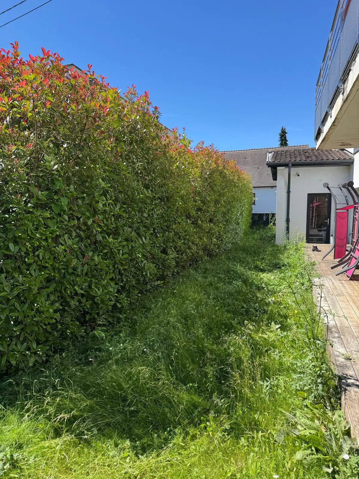 Haie de photinia dense le long d’une bande d’herbe haute, au bord d’une terrasse en bois