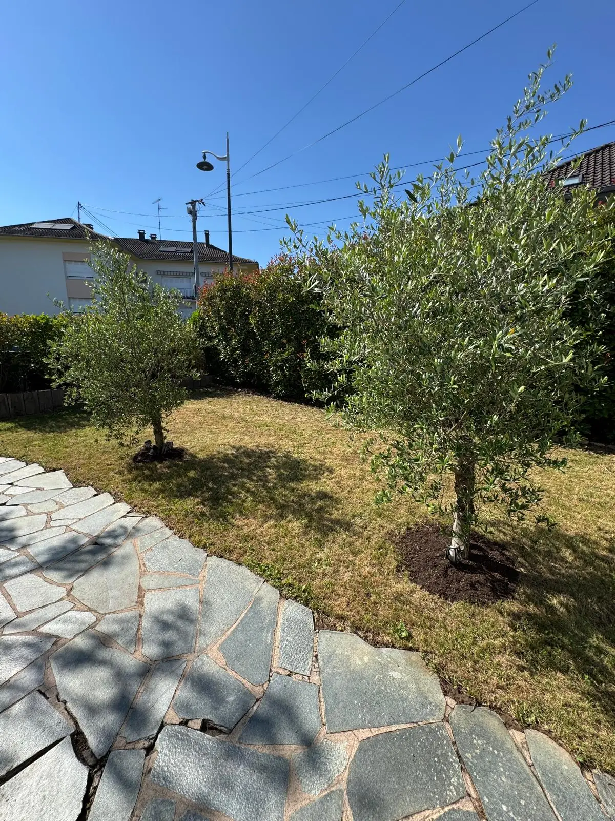 Allée en dalles de pierre irrégulières posée en bordure de pelouse ; deux oliviers plantés